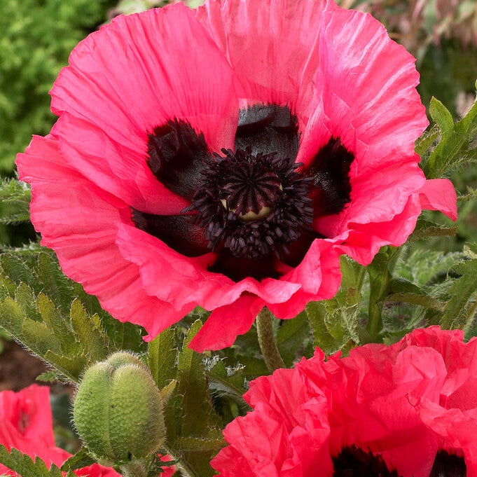 Vallmo-Papaver 'Moulin Rouge' 1-pack